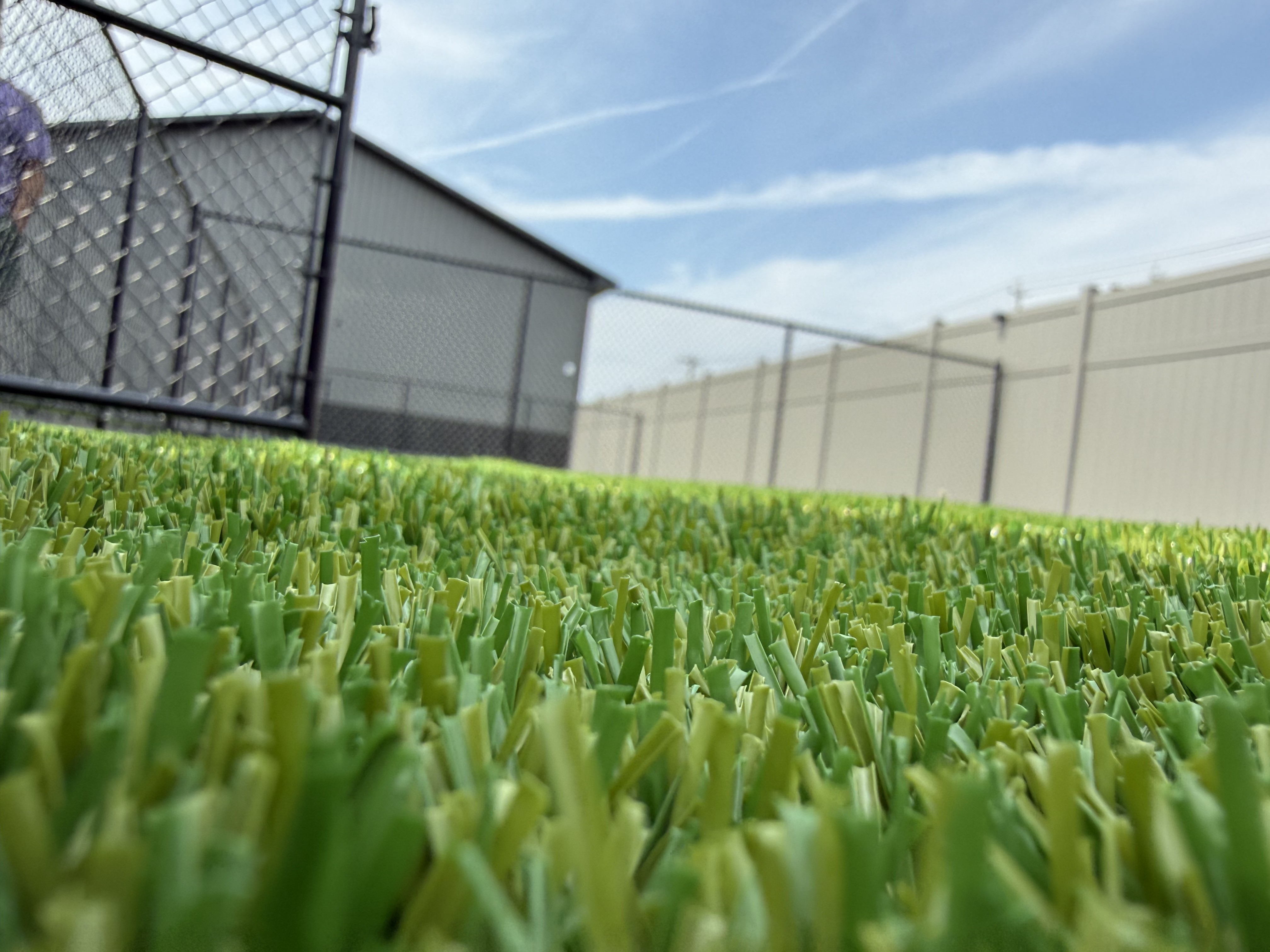 Luxury turf play yard at Barkingham Palace dog daycare in Rotterdam, NY