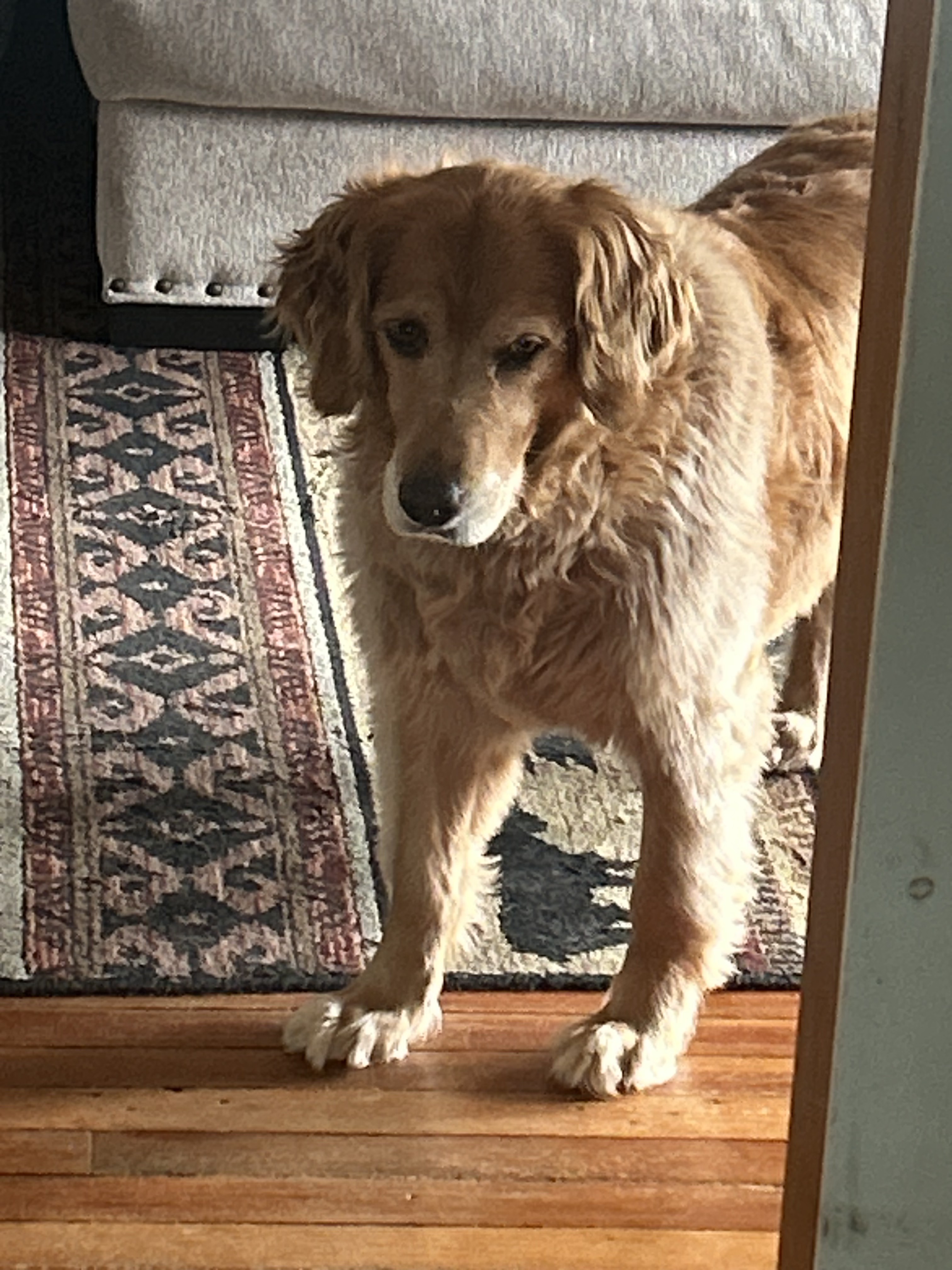 Callie, Jack's golden retriever and Barkingham Palace mascot in Rotterdam, NY
