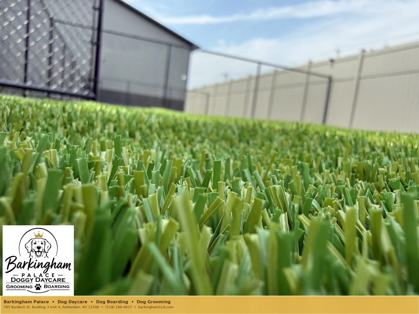 Low-angle close-up of outdoor turf fibers at Barkingham Palace dog daycare in Rotterdam, NY